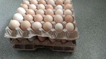 продаю тёлок: Продаю домашние яйца натуральный корм