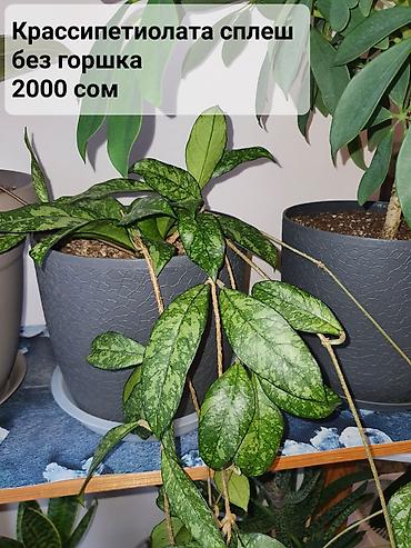 Хойи: Взрослые сортовые хойи
Цена, название и подробности на фото — 2