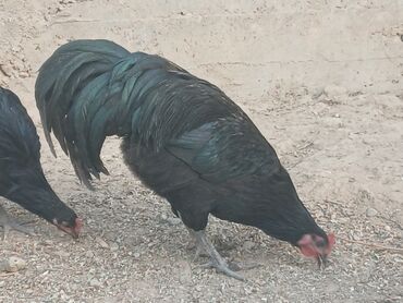 Куры, петухи: Продаю | Петух | Для разведения — 3