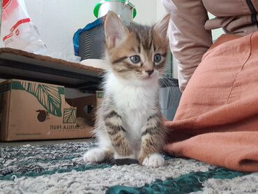 телефоны даром: Отдам даром котят в добрые ручки! котятам 2 месяца, к лотку приучены