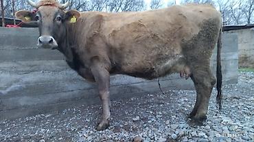 Коровы, быки: Продаю | Корова (самка) — 3