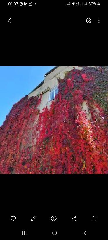 Other garden flower saplings & seedlings: Дикий виноград вьющийся как лиана, как плющ виноградная лоза — 9