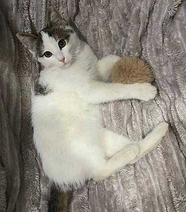 Pişiklər: Dişi, Erkək, Yaxşı əllərə — 5