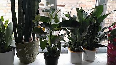 Антуриумы: Комнатные цветы в горшках — праздничная коллекция: - Антуриум — 9