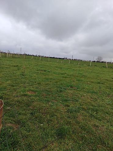 Torpaq sahələrinin satışı: Kənd təsərrüfatı — 12