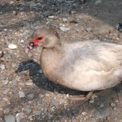 Ördəklər: Ördəklər — 13