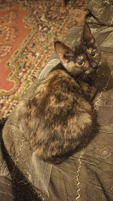 коты на вязку: Отдам котят в добрые руки
