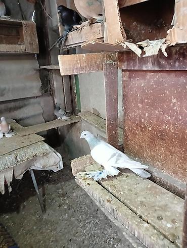 Птицы: Продаю молодых голубей 1 шт стоит пятьсот сом окончательно родители — 9