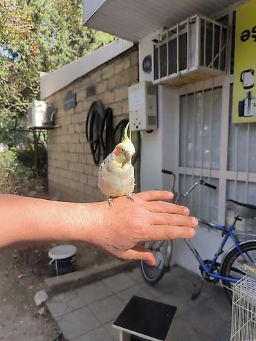 qus qəfəs: (Corella) papağanı və qəfəs dəsti - Növ: Corella daraqlı başlı — 4