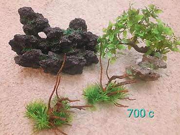 Рыбы: Продам растения и гроты для аквариума в хорошем состоянии,цена указана — 7