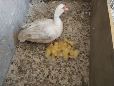geref quşu: 10bala 1 ana 50Azn tecili satilir.0703038889 whatsappa elaqe saxlayin