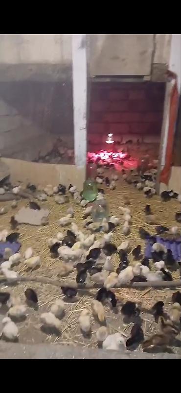 mal bazari az: Razılaşma yolu ilə satılır — 3