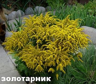 Другие садовые цветы и кустарники: Садовые растения - кустарники ( вейгела пестролистная, рябинник — 13