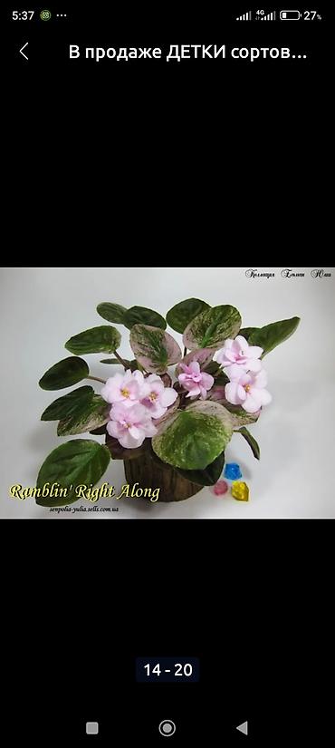 Фиалки и глоксинии: Продаю стартеры взрослые сортовые фиалки 🌺🌿🌺. Цены 200-250-350сом — 20