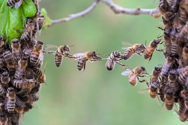 Другие с/х животные: Куплю зимовалых пчел на дадане в колличестве 60-70 семей