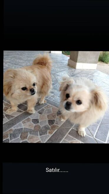 çopan itler: Pekines, 2 il, Dişi, Peyvəndli, Ödənişli çatdırılma