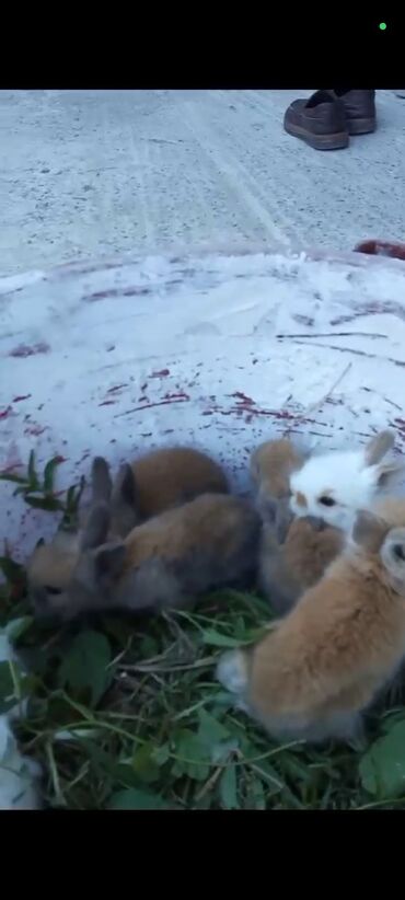 heyvan: Karlik dovşanlar. çox tüklü olur şəkildə olan böyük ağ dovşanlar