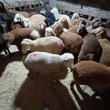 Quzu: Salam aleyküm dişi quzlar205 mantda kom 14 quzdu dişller. erkey — 5