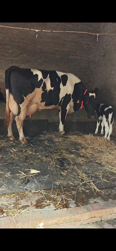 Inəklər, öküzlər: Holşteyn cinsli inək buzovla birlikdə - Qara-ağ rəngli, iri bədən — 1