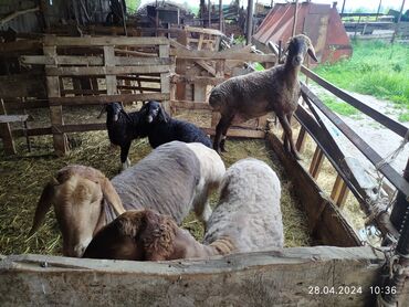 отходы для животных: Продаю овец с ягнятами!!! Гиссарская порода, молодые, для разведения!