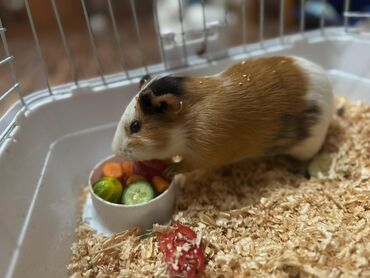 Inəklər, öküzlər: Mini donuz balası (guinea pig) – mehriban və sakit ev heyvanı