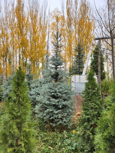Декоративные деревья: Продаются хвойные и лиственные деревья🌲🌳 - Голубая ель от 0,8-5м - at lalafo.kg — 21 Декоративные деревья: Продаются хвойные и лиственные деревья🌲🌳 - Голубая ель от 0,8-5м - — 21
