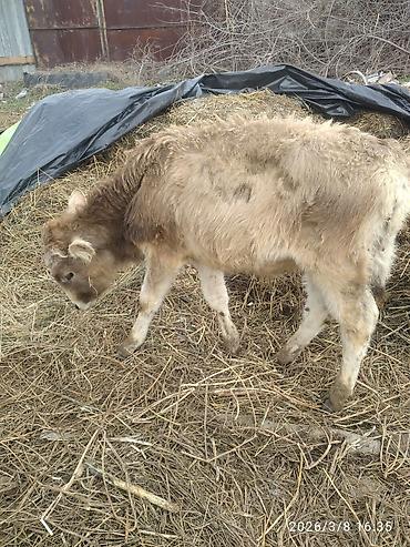 Коровы, быки: Продаю | Бык (самец) — 5