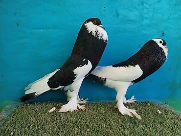 Göyərçinlər: Satilir pomeran Dutular 2 Cut Var cutu 120 Manatdi Bir cut Ag Qara Var — 14