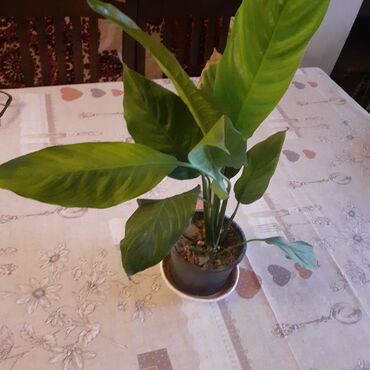 Otaq bitkiləri: Sansivyera bitkisi 5 gövdəlidir dibçəyin biri 20 — 8