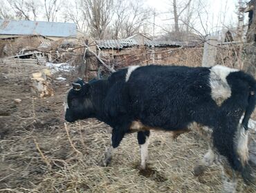 Коровы, быки: Продаю | Бык (самец) | Привязанные — 1