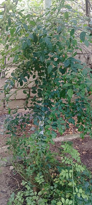 yaz gulləri: Dırmaşan gül (sarmaşıq gül) – dekorativ çiçəkli kol - Növ — 3