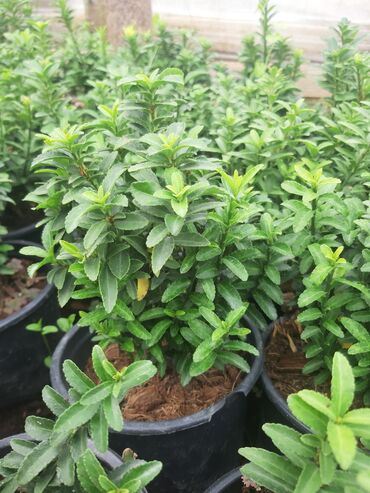 Şitillər: Həmişə yaşil (Şimşad)(dekorativ növ)bitkilərinin topdan satişi — 3