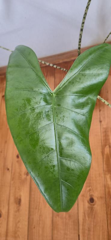 sumuk unu satışı: Alocasia zebrina. En böyük yarpağı 2 el böyüklüyünde. Bazar günü metro — 5