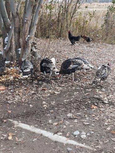 Индюки: Продаю | Индюшка (самка) | Для разведения | Племенные — 6