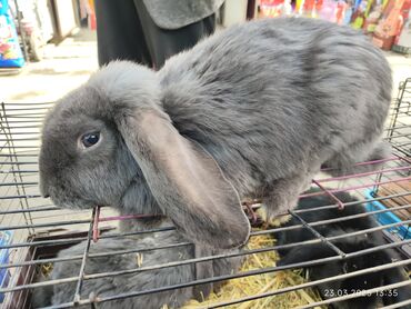 Кролики: Продаю | Кролик самец | Французский баран | Для разведения | Племенные — 9