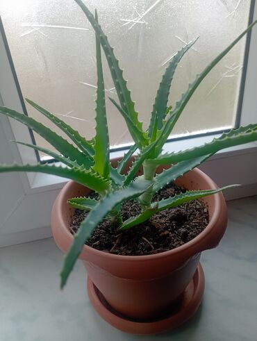 Otaq bitkiləri: Aloe müalicəvi