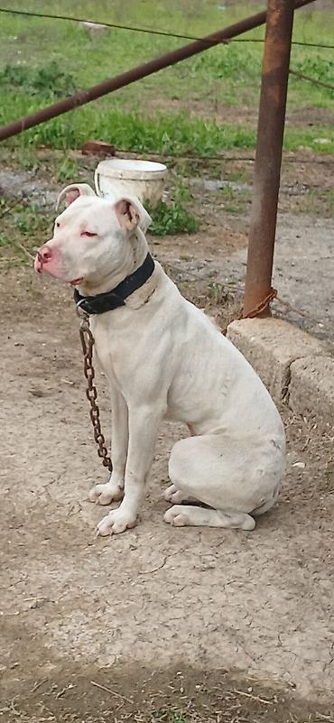 İtlər: Pitbul, 10 ay, Erkek, Peyvəndli — 12