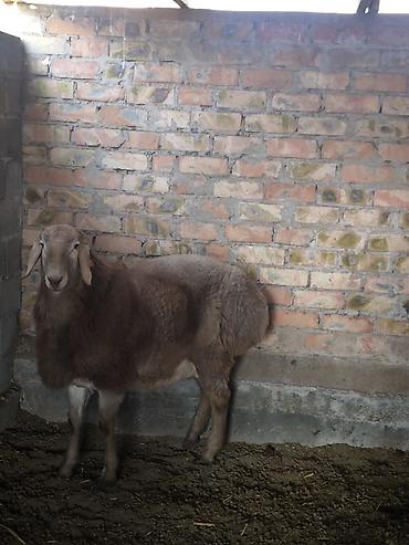 Баран, овца: Продаю | Ягненок, Баран (самец) | Арашан | Для разведения | Племенные — 3