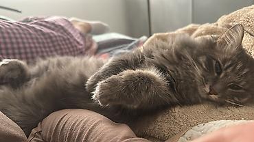 куда можно сдать кошку: Девочка, Приучена к лотку — 3
