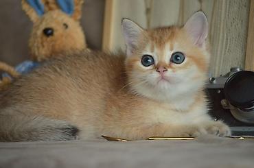 Pişiklər: Qızıl şinşilla, Erkək, Dişi, Ünvandan götürmə — 3