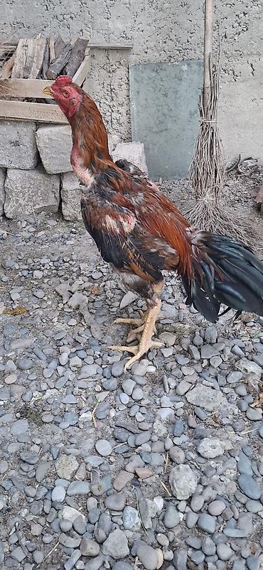 xoruz heyratı: Heyratı xoruzu 11 aylıq dı — 2