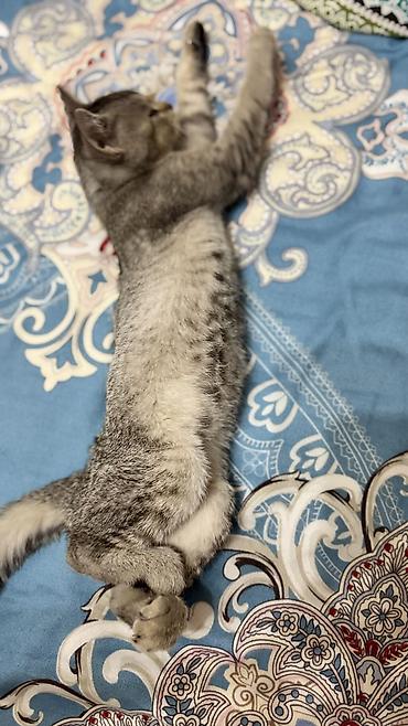 Животные: 3 месяца, Девочка, Приучена к лотку — 5