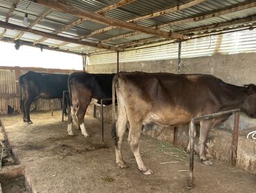 Коровы, быки: Продаю | Корова (самка) | Алатауская | Для молока | Стельные