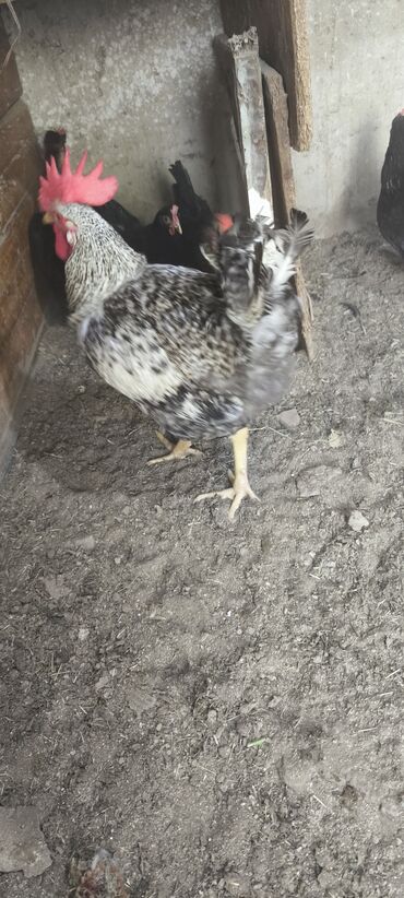 Inəklər, öküzlər: Toyuq, Australorp, Yumurtalıq, Ünvandan götürmə