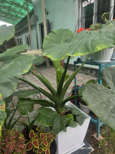 растения для офиса: Алоказия крупнолистная (Alocasia/Colocasia, «уши слона») в