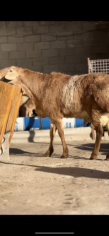 Баран, овца: Продаю | Баран (самец) | Арашан | Для разведения | Осеменитель — 3