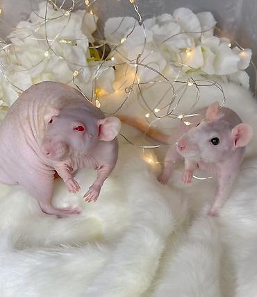 Крысы: Милота крысы Дамбо .Питомник Rat hause Love . ручные ласковые. лысые и — 9