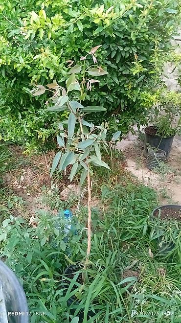 limon ağaçı: Həyətyanı sahələr və balkonlar üçün dekorativ bitkilər0514747312 — 6