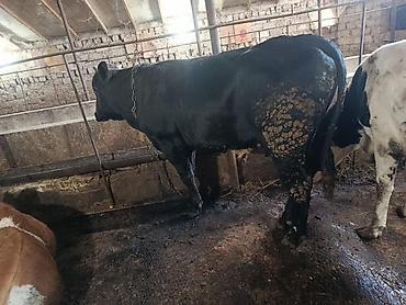 dana inek: Erkek kök dana satilir 8.2 manatdan diri çekiyle terezide. Unvan Baki — 3