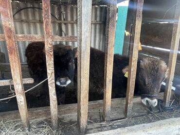 балалуу уйлар: Сатам | Уй (ургаачы), Бука (эркек), Кунаажын | Бордоп семиртүү үчүн, Союуга, Көбөйтүү үчүн